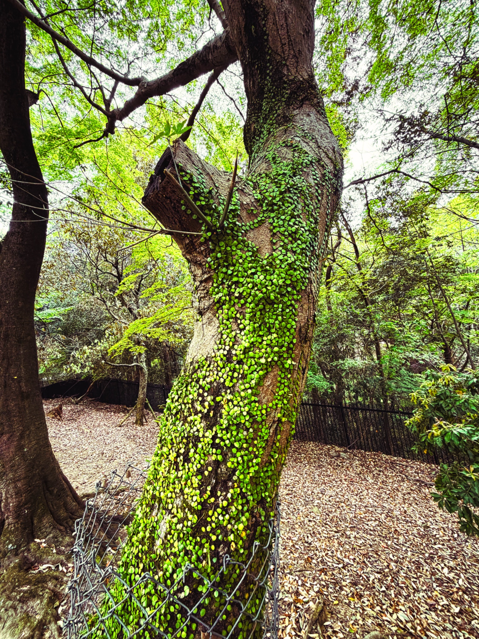 Cool Moss